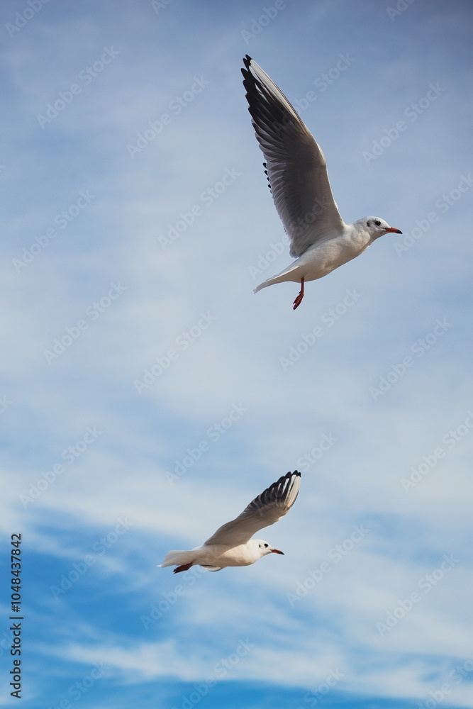 Obraz premium Seagulls in Flight Against Blue Sky Background