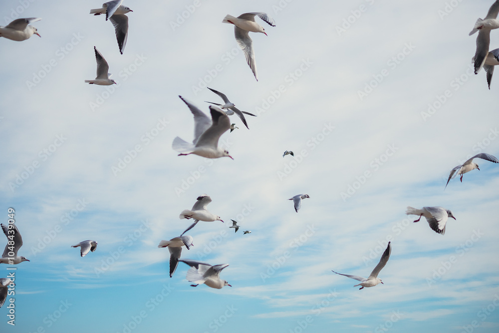Fototapeta premium Seagulls in Flight Against Blue Sky Background