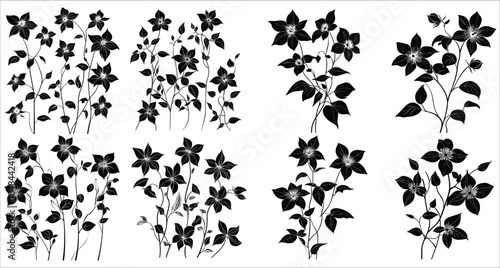 Clematis flower silhouettes vector. Botanical clematis flower silhouette vectors. Decorative clematis vector silhouettes. Simple clematis flower vector icons. Black silhouettes of clematis flower