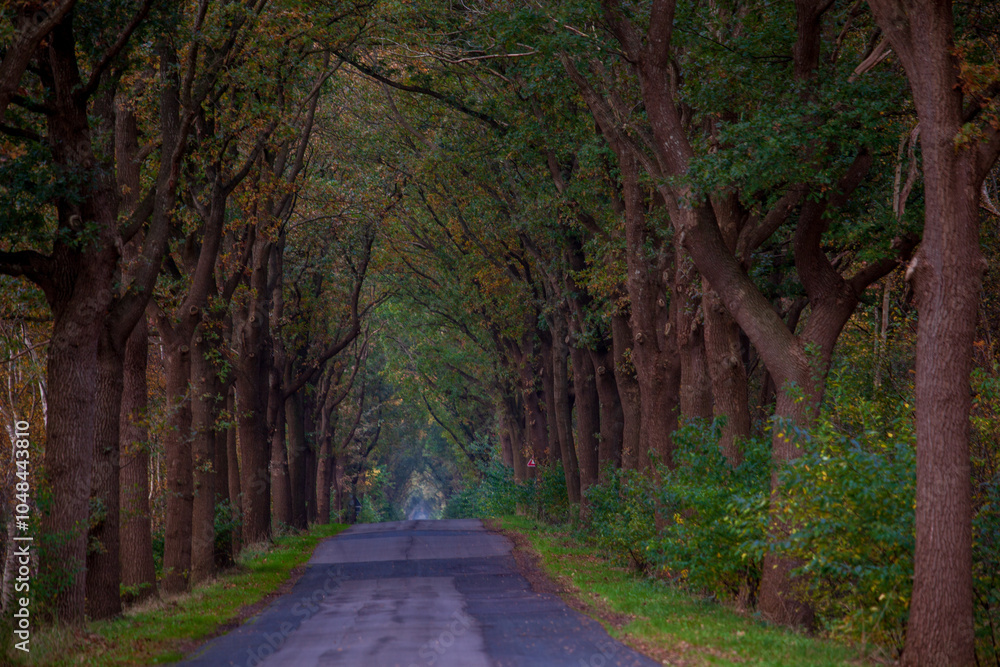Obraz premium On a road in the moor, in Bösel, Germany