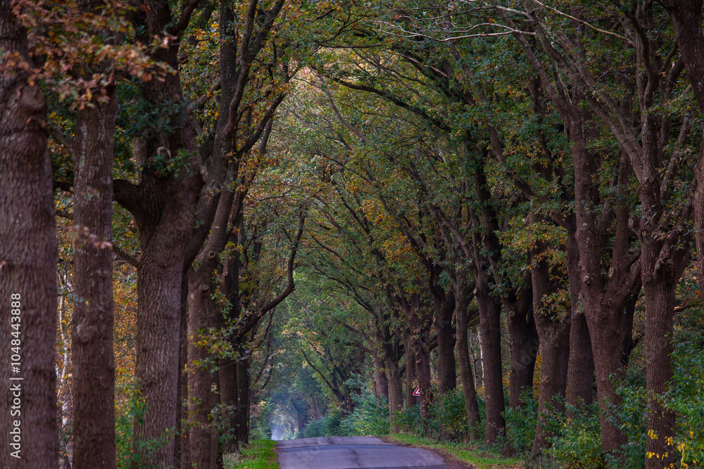 Obraz premium On a road in the moor, in Bösel, Germany