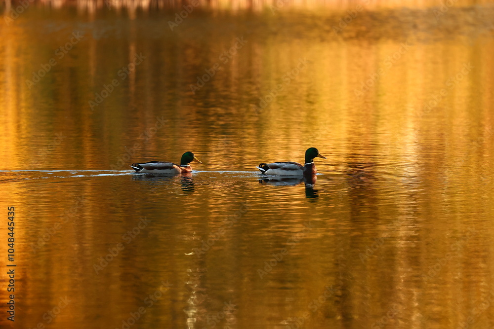 Wild ducks in autumn lake. Wild ducks in autumn lake.