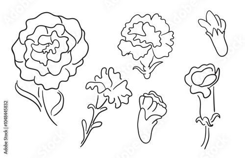 carnation flowers in doodle style in vector. different phases and sizes of flower. element for decor postcard design print sticker animation poster background