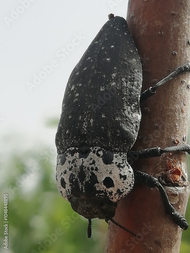 Capnodis tenebrionis. El gusano cabezudo. Escarabajo.  photo