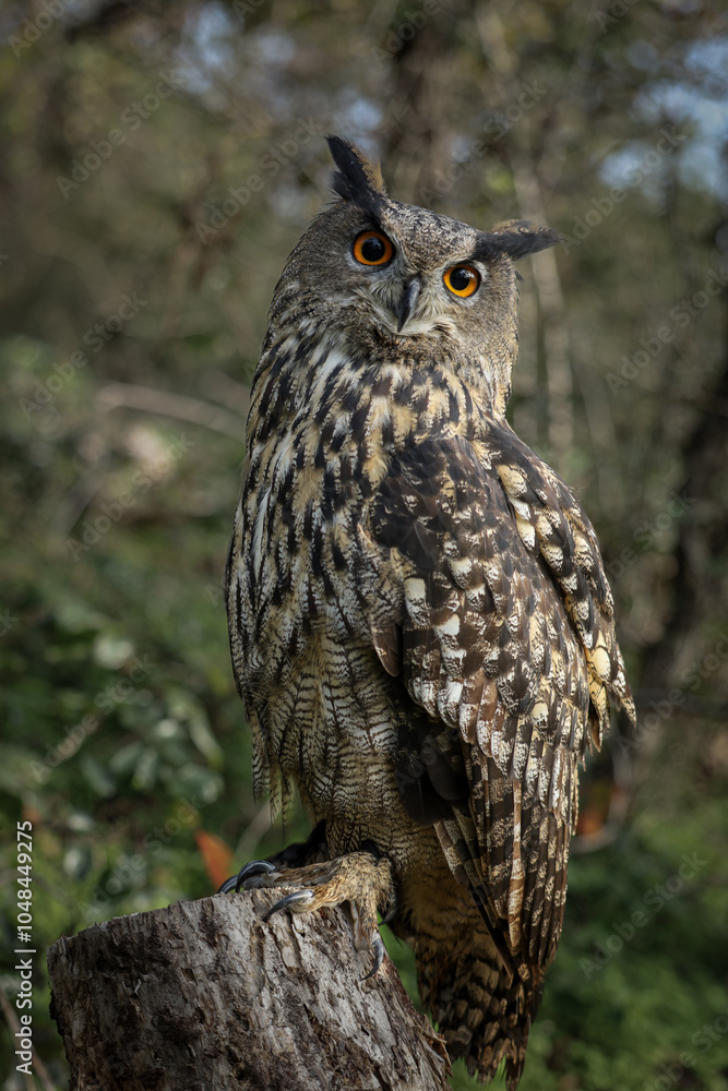 Naklejka premium Majestatyczna Sowa z Pomarańczowymi Oczami na Leśnym Tle