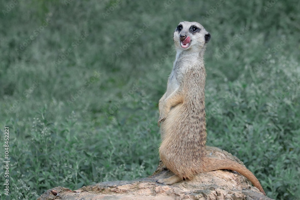 Fototapeta premium A vigilant meerkat guards its territory