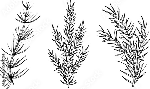 Vector set with coniferous branches, spruce, fir tree. Hand drawn ink festive winter plants for design. Elements for congratulations on holidays, invitations, New Year, Christmas, cards, poster, flyer