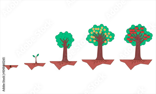 Tree growth phase stages seed stem sapling flowering bloom bearing fruit grow natural botanical natural plant germination cultivation root system design