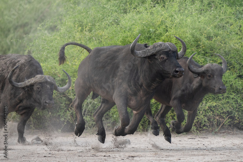 Valokuva Buffalo's running
