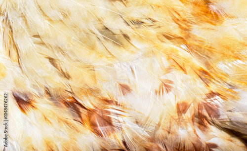 Beautiful brown and yellow chicken feather background texture.
