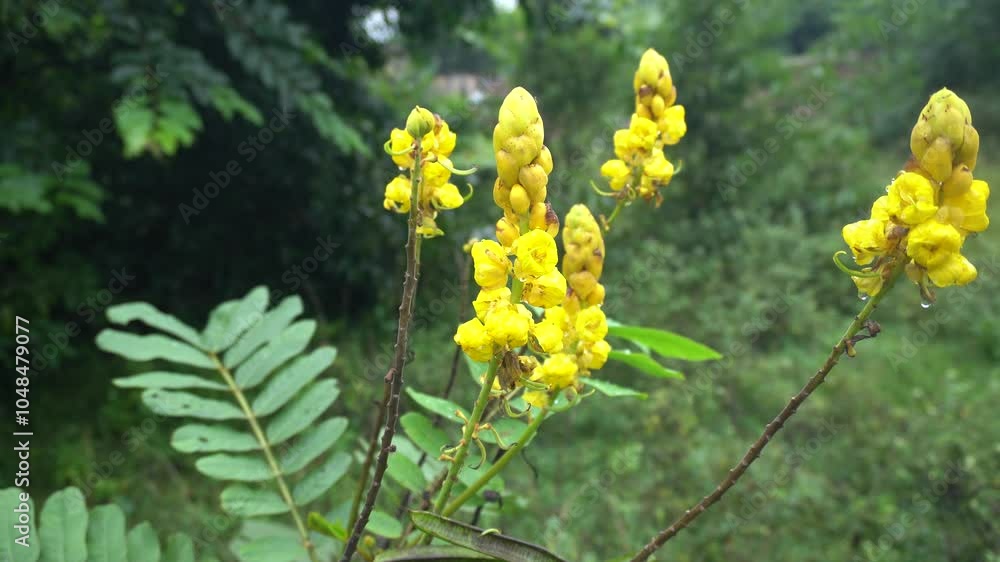 Cassia alata, or Senna alata, is a tropical shrub with vibrant yellow flowers and leaves renowned for antifungal, medicinal properties. Cassia alata, or Senna alata, is a tropical shrub with vibrant yellow flowers and leaves renowned for antifungal, medicinal properties.