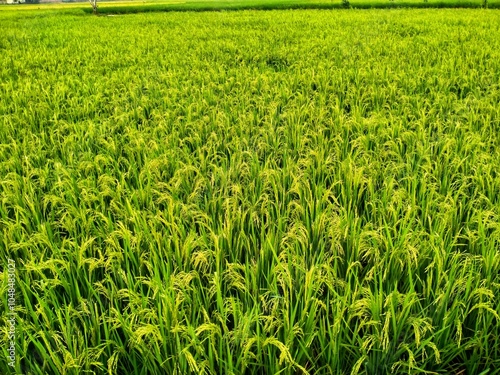 green wheat field of Oryza sativa	