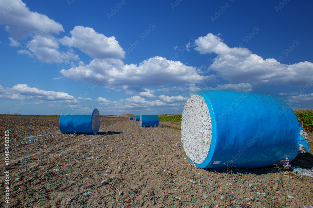 Cotton harvest. Cotton collected from the field with machines was rolled into blue rolls.