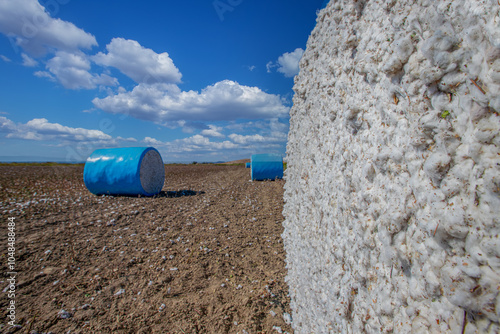 Obraz na płótnie Cotton harvest. Cotton collected from the field with machines was rolled into blue rolls. w salonie