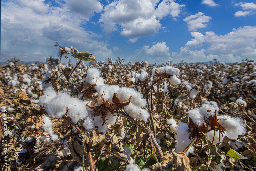 Ripened cotton in the field, ready for harvest. A cloudy sky and white cotton.