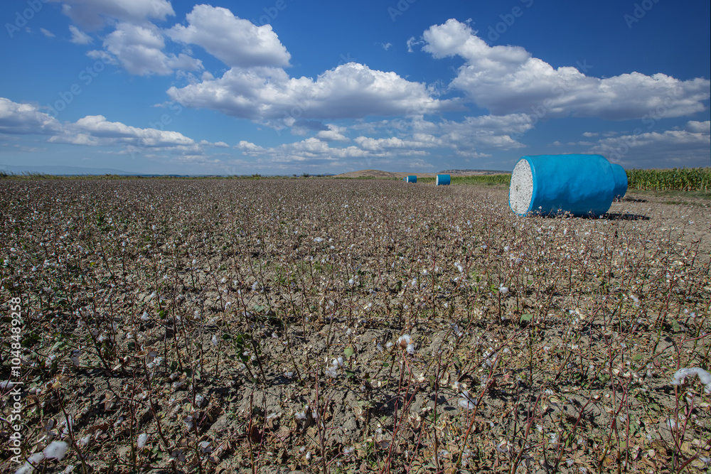 Cotton harvest. Cotton collected from the field with machines was rolled into blue rolls.