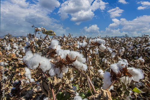 Obraz na płótnie Ripened cotton in the field, ready for harvest. A cloudy sky and white cotton. w salonie