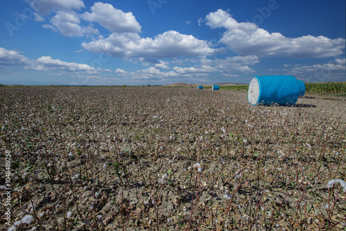 Obraz na płótnie Cotton harvest. Cotton collected from the field with machines was rolled into blue rolls. w salonie