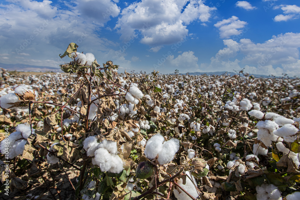 Ripened cotton in the field, ready for harvest. A cloudy sky and white cotton.