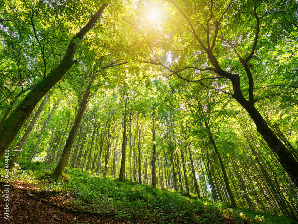 Obraz premium forest with tall trees and sunlight