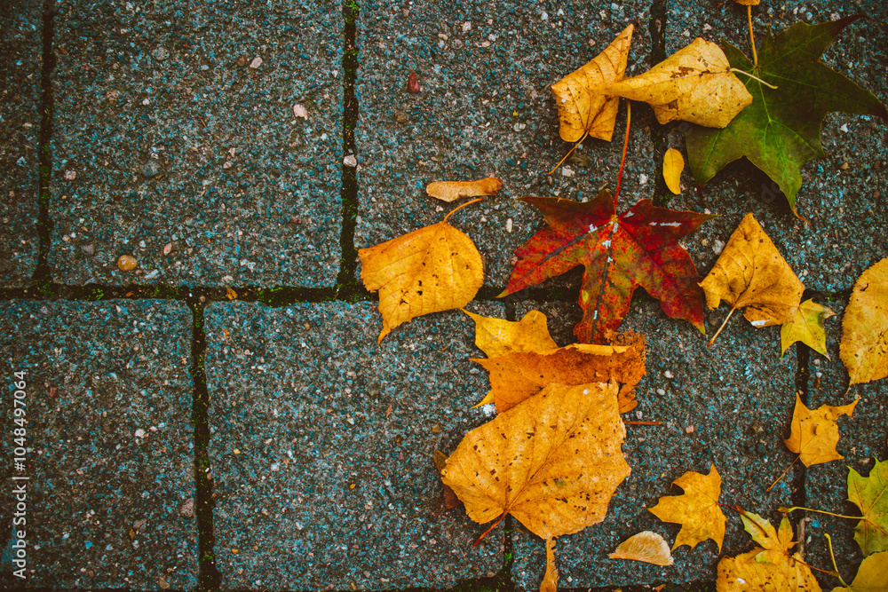 Different yellow leaves on the floor in autumn. Different yellow leaves on the floor in autumn.