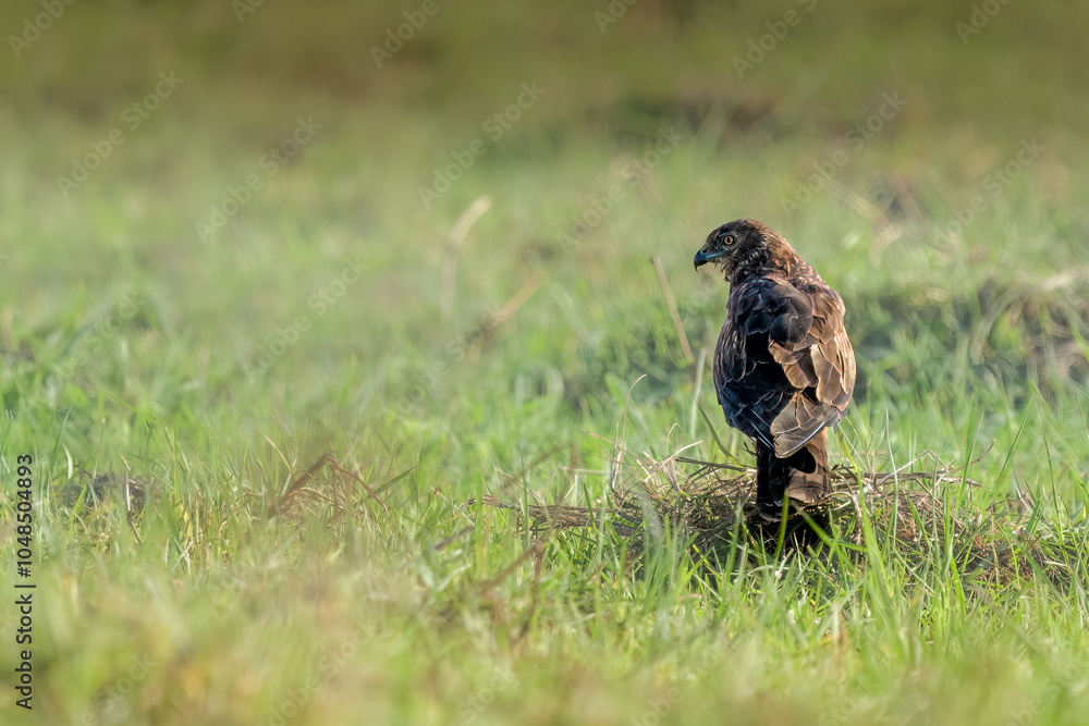 Obraz premium African Marsh Harrier on grass