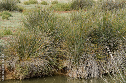 jonc piquant, juncus acutus, Parc Naturel Régional de Camargue, région Provence Alpes Cote d'Azur, Bouches du Rhône, 13, France photo