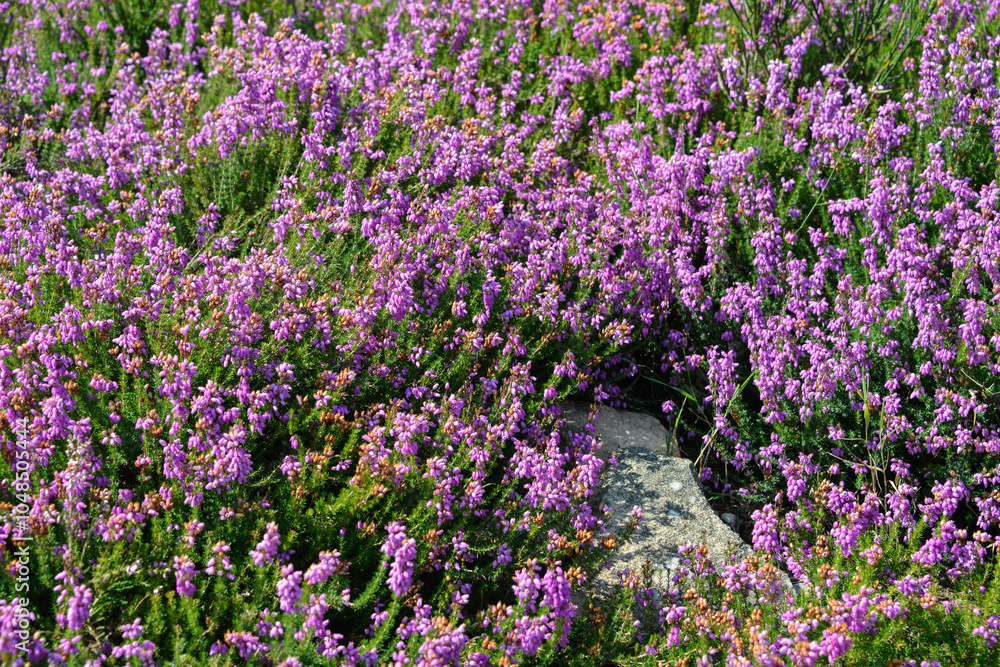 Fototapeta premium Erica cinerea, Bruyère cendrée