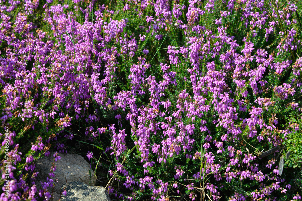 Naklejka premium Erica cinerea, Bruyère cendrée