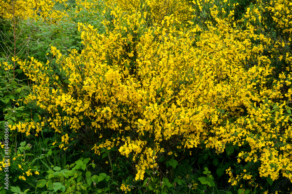 Genêt à balais, Cytisus scoparius Genêt à balais, Cytisus scoparius