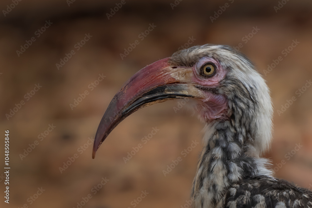 Fototapeta premium Hornbill portrait
