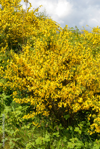 Genêt à balais, Cytisus scoparius photo