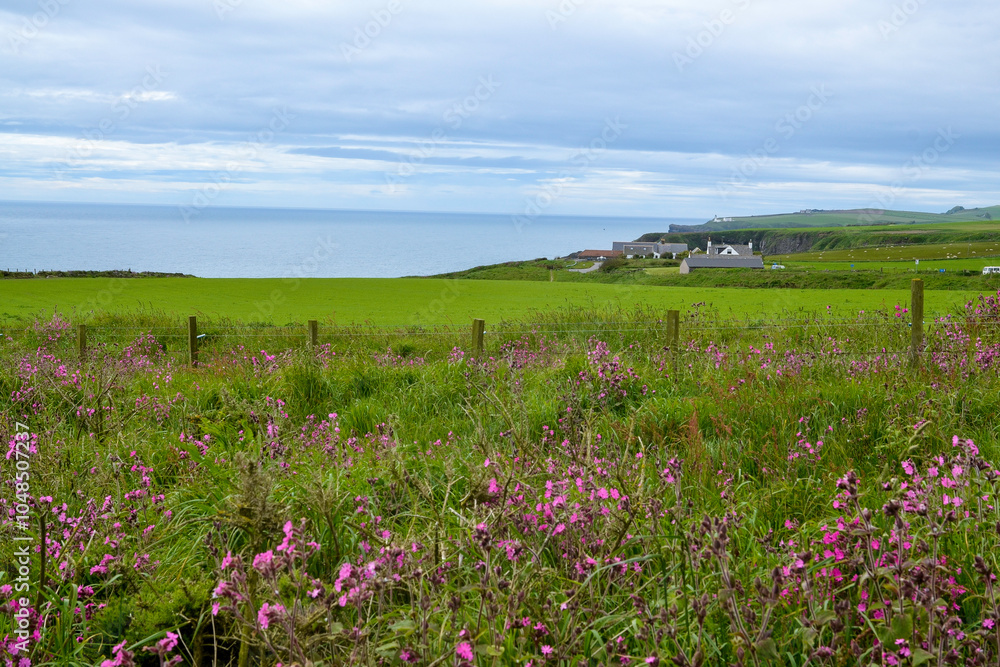 Silène dioïque, Compagnon rouge, Silene dioica, colonie d'oiseaux de mer, Réserve naturelle de Fowlsheugh, RSPB, Ecosse, Grande Bretagne Silène dioïque, Compagnon rouge, Silene dioica, colonie d'oiseaux de mer, Réserve naturelle de Fowlsheugh, RSPB, Ecosse, Grande Bretagne