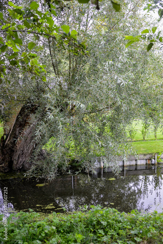 Saule blanc, salix alba, Hortillonages, Amiens, Somme, 80, région de Picardie, France photo