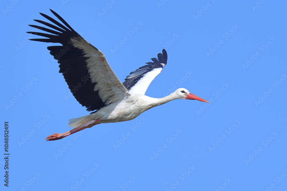 Obraz premium bellezza in volo