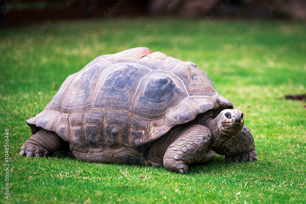 Obraz premium Elephant tortoise on grass