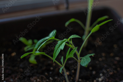 Brotes de tomate de hojas verdes en un huerto urbano con masetas en casa de barrio