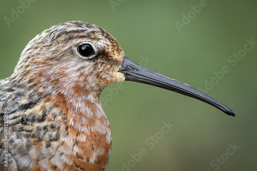 Close-up Portrait of a Curlew Sandpiper Beautiful Shorebird with Intricate Feather Details and Long Curved Beak