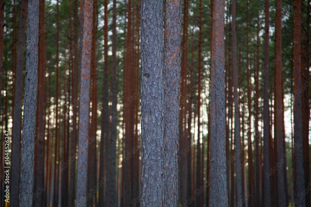 Tall Pine Trees in a Serene Forest Landscape Tall Pine Trees in a Serene Forest Landscape
