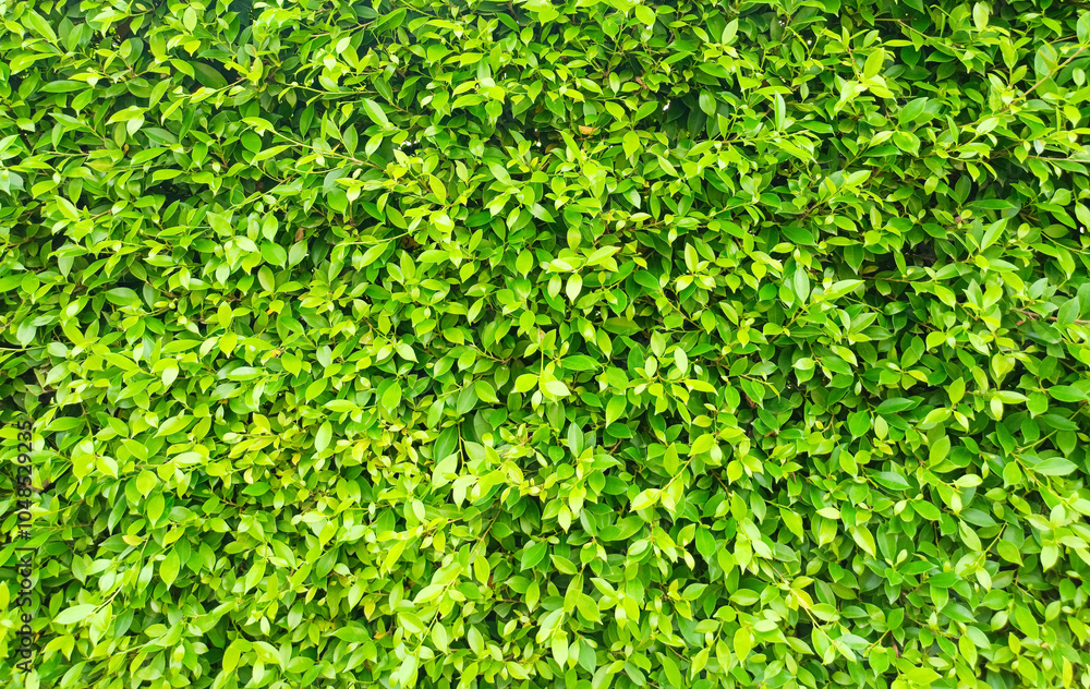 Abstract background from a wall of trees and leaves that are simply and beautifully patterned. Abstract background from a wall of trees and leaves that are simply and beautifully patterned.