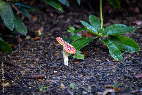 A fly agaric mushroom growing in rural Sussex, with a shallow depth of field photo