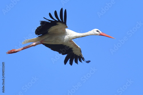 bellezza in volo