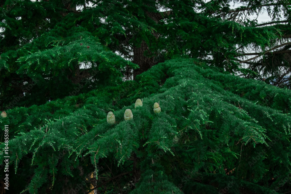 tree tree