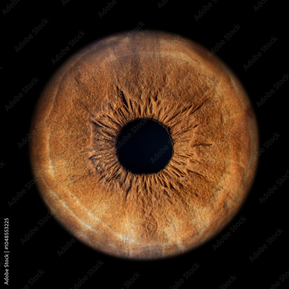 Iris Photography - Unique Singularity_38 Iris Photography - Unique Singularity_38