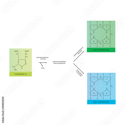 Diagram  showing synthesis of Uroporphyrinogens from porphobilinogen through Uroporphyrinogen synthase, biochemical reaction schematic illustration.
