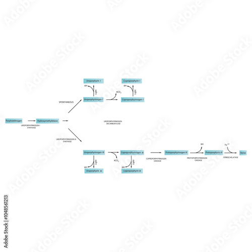 Diagram  showing biosynthesis of Porphyrin derivatives from Porphobilinogen via enzymatic reactions. Scientific pharmacological and biochemical scematic illustration.