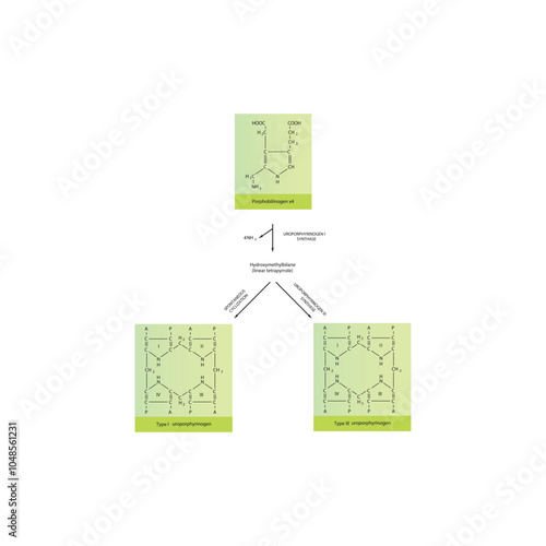 Diagram  showing synthesis of Uroporphyrinogens from porphobilinogen through Uroporphyrinogen synthase, biochemical reaction schematic illustration.