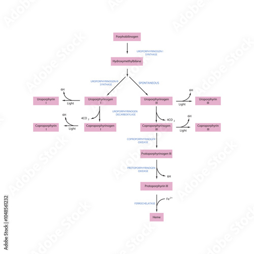 Diagram  showing biosynthesis of Porphyrin derivatives from Porphobilinogen via enzymatic reactions. Scientific pharmacological and biochemical scematic illustration.