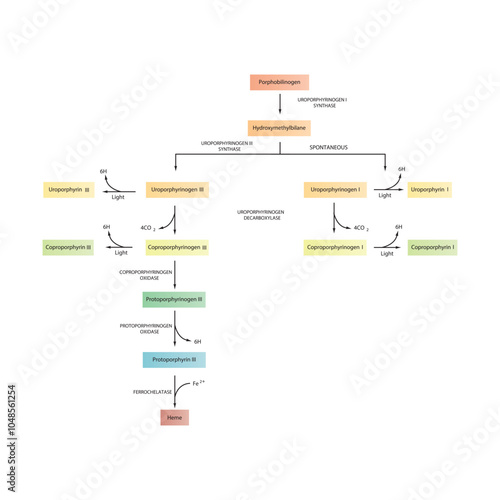 Diagram  showing biosynthesis of Porphyrin derivatives from Porphobilinogen via enzymatic reactions. Scientific pharmacological and biochemical scematic illustration.