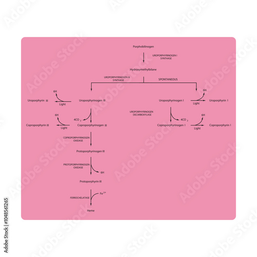 Diagram  showing biosynthesis of Porphyrin derivatives from Porphobilinogen via enzymatic reactions. Scientific pharmacological and biochemical scematic illustration.